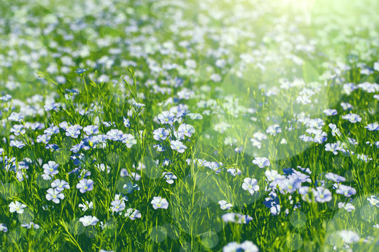 A field with  blooming flax flowers (Linum perenne). Beautiful nature summer background