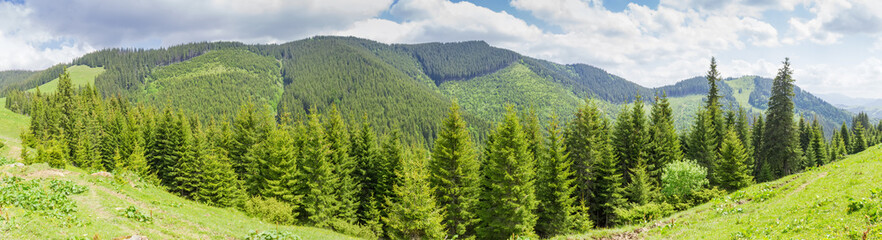 Obraz premium Mountain ridge in the Carpathian Mountains covered with forest