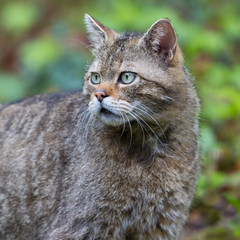 Naklejka na ściany i meble portrait natural wildcat (Felis silvestris)