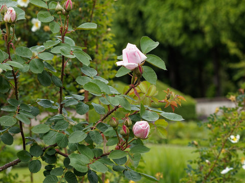 Rosenstrauch. Rosa rugosa - Historische Rose 'Conrad Ferdinand Meyer'