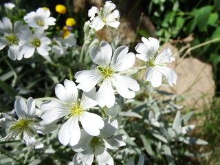 Fototapeta premium yellow flowers in the garden