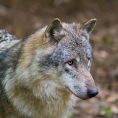 detailed portrait isolated wolf (canis lupus)