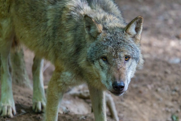 front view on standing wolf (canis lupus)