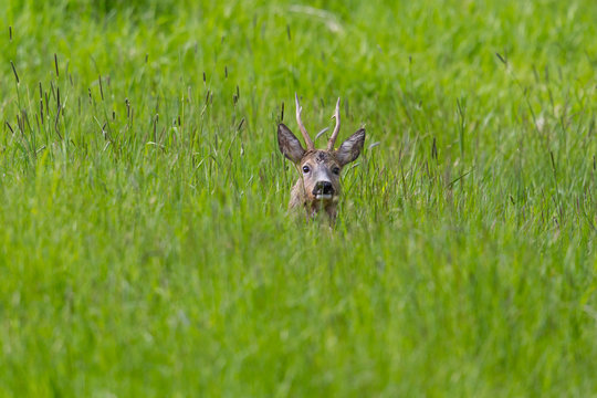 male roe deer buck (capreolus capreolus) hidden in meadow