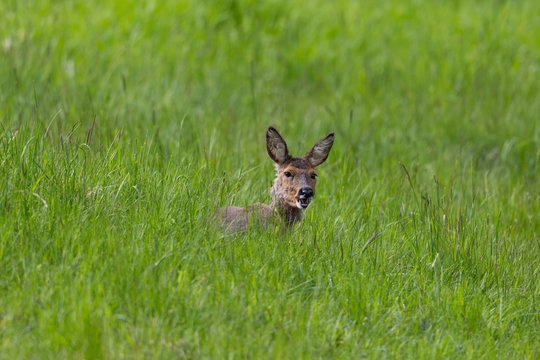 female roe deer (capreolus capreolus) hidden in green grassland