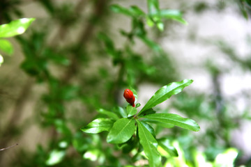 A small and beautiful Pomegranate.