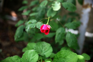 Obraz na płótnie Canvas Red rose in the garden