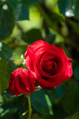 Roses rouge