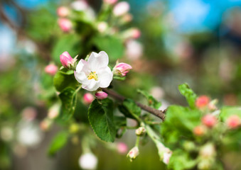 Fototapeta na wymiar A branch of apple tree blooming