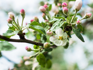 A branch of apple tree blooming