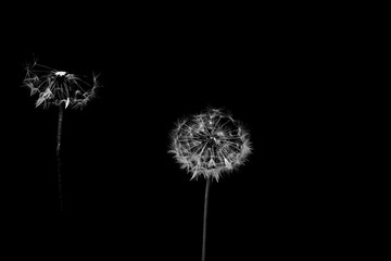 Zwei weisse Pusteblumen vor schwarzem Hintergrund