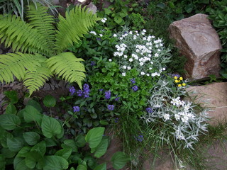 Fototapeta na wymiar flowers in the garden