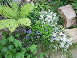 flowers in the garden