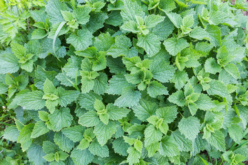 Bush of white dead-nettle with young shoots, top view