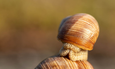 Weinbergschnecke zieht sich in Schneckenhaus zurück, Schnekc Portait