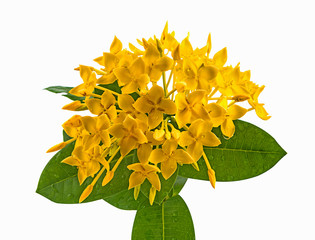 yellow spike flower,ixora flower on white background