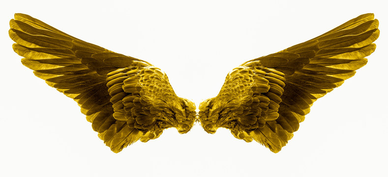 Yellow Wings Isolated On A White