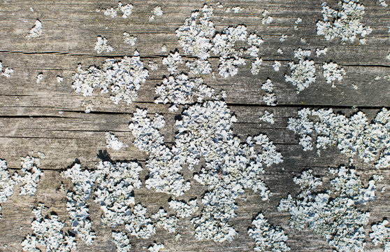 Gray lichen on wooden surface.