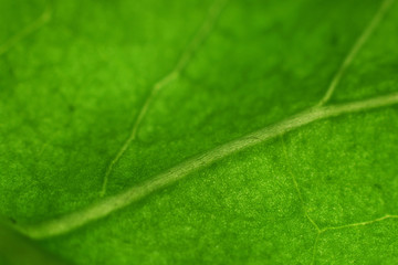 macro leaf green nature background