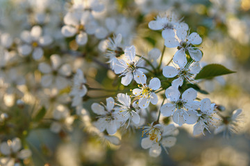beautiful blooming twig of cherry on a blurred of floral sunny background