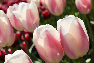 Beautiful bouquet of tulips nature background.