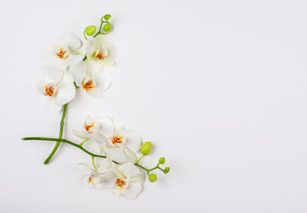 Composition with white orchid on white background.
