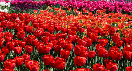 Beautiful bouquet of tulips nature background.