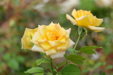 yellow rose in the garden