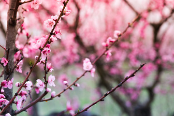 Pink peach flowers begin blooming in the garden. Beautiful flowering branch of peach on blurred garden background. Close-up, spring theme of nature. Selective focus
