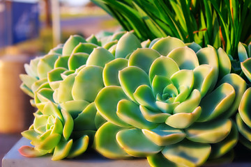 closeup  succulent green plant cactus. echeveria