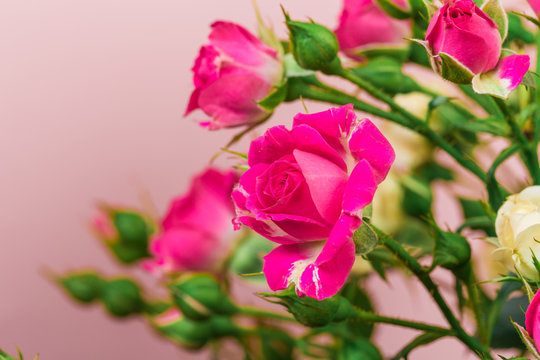 bouquet of small colored roses on a rose  background  - Image