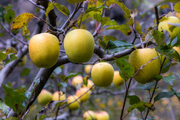 apple on tree in Sichuan China