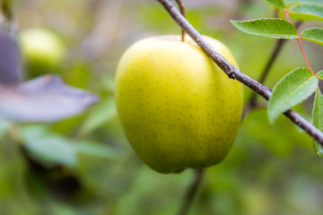 apple on tree in Sichuan China