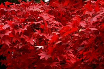 神社と真っ赤な紅葉