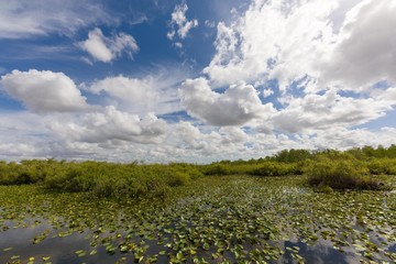 Everglades swamp landscape with marsh water and clouds at blue sky