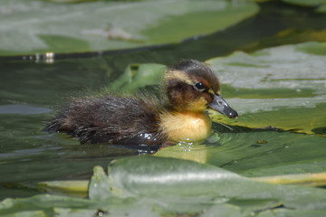 Duckling swimming between and walking over water plants