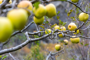 apple on tree in Sichuan China