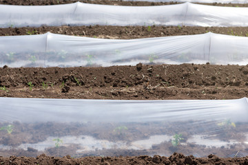 low greenhouses, plastic film on the ground, growing seedlings or early vegetables
