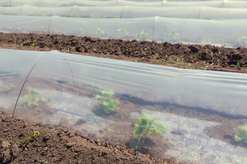 low greenhouses, plastic film on the ground, growing seedlings or early vegetables