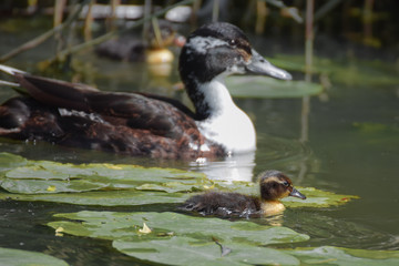 Duckling swimming between and walking over water plants