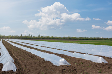 low greenhouses, plastic film on the ground, growing early vegetables