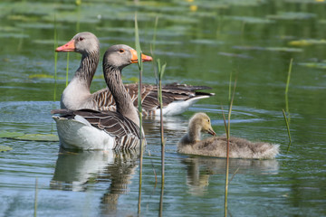 Goose family swimming in a lake