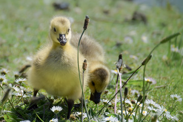 Cute yellow goslings walking in the grass