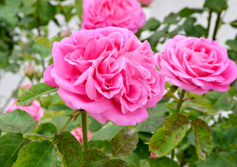 pink roses  in the garden