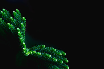 Fresh green leaf background And black spaces for text input Abstract style