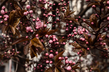 blossom three