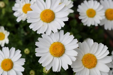 Fototapeta premium 花 ノースポール 花壇 杤木
