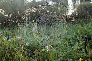 cobweb on dry grass foggy autumn morning 
