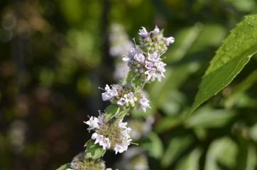 Closeup of lemon balm flowers.