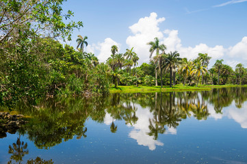 Bright scenic view of a tropical swamp reflecting the palm-fringed shoreline on the surface of a South Florida lake